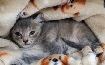 PEBBLES -  Domestic Short Hair Cat for Adoption in Fort Lauderdale, Florida - PEBBLES | PetCurious