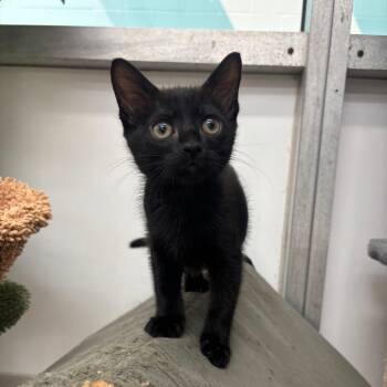 Tofu -  Domestic Short Hair Cat for Adoption in Corpus Christi, Texas - Tofu | PetCurious