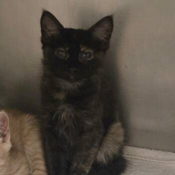 River -  Domestic Medium Hair Cat for Adoption in Murray, Utah - River | PetCurious