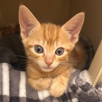 Friendly Fergus -  Domestic Short Hair Cat for Adoption in New York, New York - Friendly Fergus | PetCurious