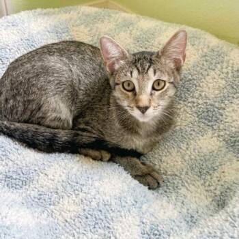 Lola -  Domestic Short Hair Cat for Adoption in Tampa, Florida - Lola | PetCurious