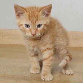 Domestic Short Hair Cats Available for Adoption in Minnetonka, Minnesota - Pickle Wrap C69551 | PetCurious