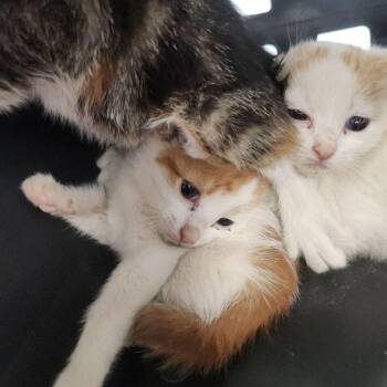 Simba -  Domestic Short Hair Cat for Adoption in Kingman, Arizona - Simba | PetCurious