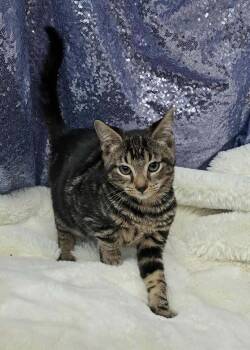 Rescue Domestic Short Hair Cats for Adoption in Clarkesville, Georgia - Pumpernickel | PetCurious