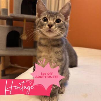 Heritage -  Domestic Short Hair Cat for Adoption in Chattanooga, Tennessee - Heritage | PetCurious