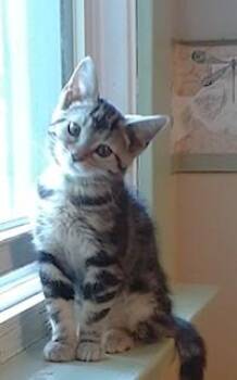 Temple -  Domestic Short Hair Cat for Adoption in Erin, Ontario - Temple | PetCurious