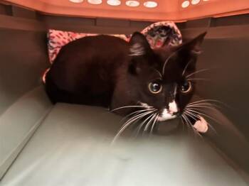 Domestic Short Hair Cats Available for Adoption in Ocala, Florida - MUSTACHIO | PetCurious