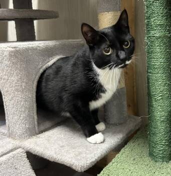 Domestic Short Hair Cats Available for Adoption in Emerald Isle, North Carolina - Sookie | PetCurious