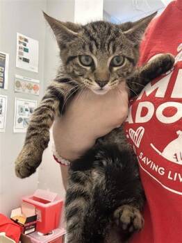 Dobby -  Domestic Short Hair Cat for Adoption in West Chester, Pennsylvania - Dobby | PetCurious