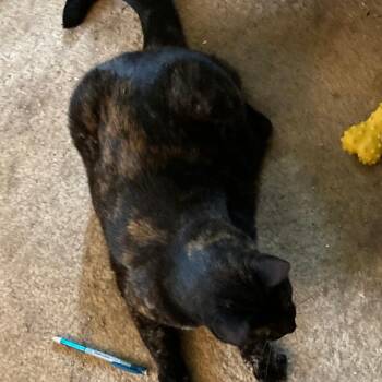 Willow -  Domestic Short Hair Cat for Adoption in Abingdon, Maryland - Willow | PetCurious