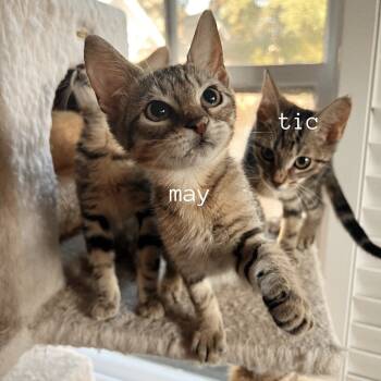 Rescue Domestic Short Hair Cats for Adoption in Olmos Park, Texas - MAY | PetCurious