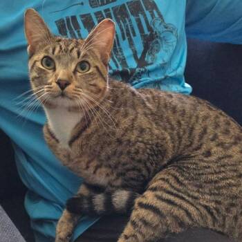 Domestic Short Hair Cats Available for Adoption - Zoro | PetCurious