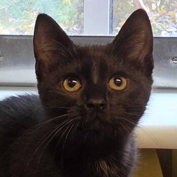 Domestic Short Hair Cats Available for Adoption in Aiken, South Carolina - Tempest 62291 | PetCurious