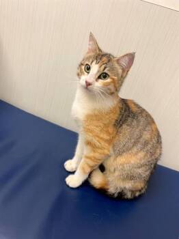 Dolly A217272 -  Torbie Cat for Adoption in Plano, Texas - Dolly A217272 | PetCurious