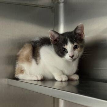 Domestic Short Hair Cats Available for Adoption in Middleburg, Florida - Ethylene 28588 | PetCurious