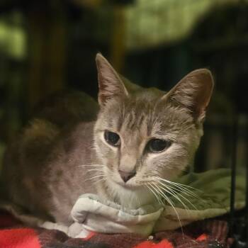 Sugar Belle -  Domestic Short Hair Cat for Adoption in Monticello, Iowa - Sugar Belle | PetCurious