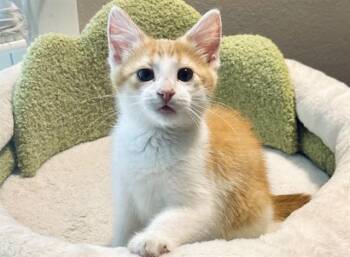 POE -  Domestic Short Hair Cat for Adoption in Fort Wayne, Indiana - POE | PetCurious