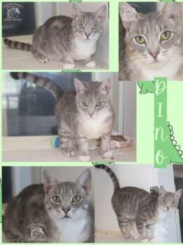 DINO -  Domestic Short Hair Cat for Adoption in Kenansville, North Carolina - DINO | PetCurious