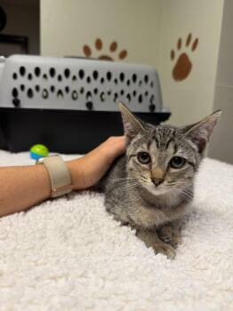 Halo -  Domestic Short Hair Cat for Adoption in Lovingston, Virginia - Halo | PetCurious