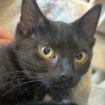 Batgirl -  Domestic Short Hair Cat for Adoption in Saint Charles, Missouri - Batgirl | PetCurious