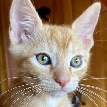Rescue Domestic Short Hair Cats for Adoption in Santa Fe, New Mexico - Ginger Snap | PetCurious