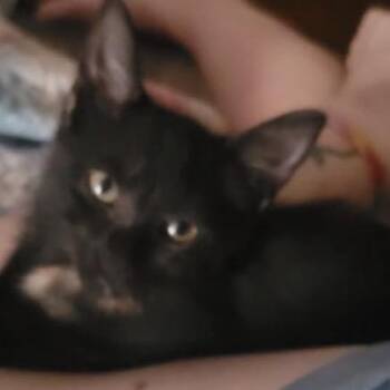 Missy -  Domestic Short Hair Cat for Adoption in Titusville, Florida - Missy | PetCurious
