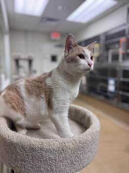 Domestic Short Hair Cats Available for Adoption - Spice | PetCurious