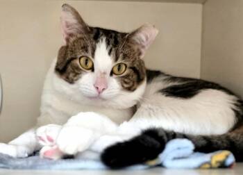 Domestic Short Hair Cats Available for Adoption in Bloomington, Indiana - Fizzy | PetCurious