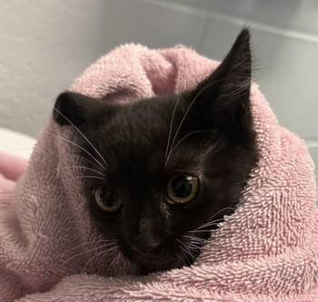 Brit Brit -  Domestic Short Hair Cat for Adoption in Golden, Colorado - Brit Brit | PetCurious