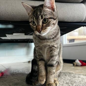 Domestic Short Hair Cats Available for Adoption - Pepper | PetCurious