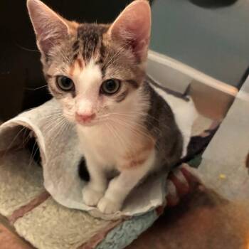 Domestic Short Hair Cats Available for Adoption in Candler, North Carolina - Coral | PetCurious