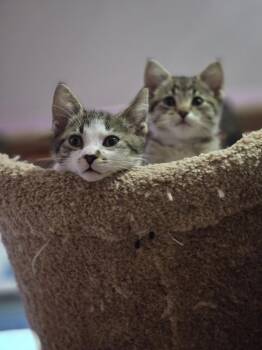 Domestic Short Hair Cats Available for Adoption in Union Grove, Wisconsin - Curly | PetCurious