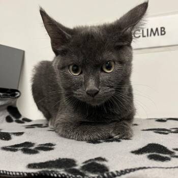 Petra -  Domestic Short Hair Cat for Adoption in West Palm Beach, Florida - Petra | PetCurious