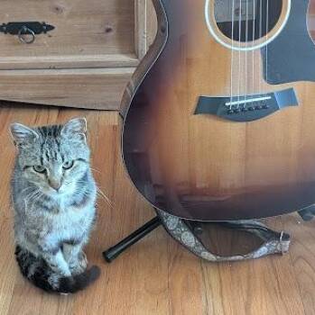 Jimi -  Tabby and Domestic Short Hair Cat Available for Adoption in UNIVERSITY PA, Maryland - Jimi | PetCurious