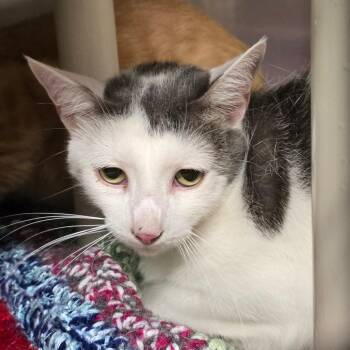 Jasper -  Domestic Short Hair Cat for Adoption in Concord, North Carolina - Jasper | PetCurious