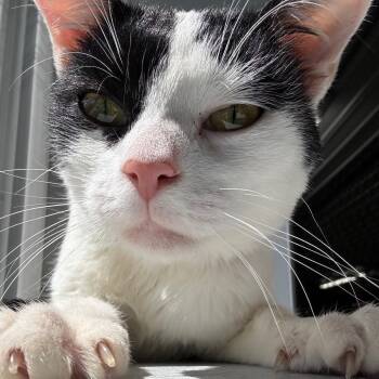 Rescue Domestic Short Hair Cats for Adoption in Milan, Pennsylvania - Crankshaft | PetCurious