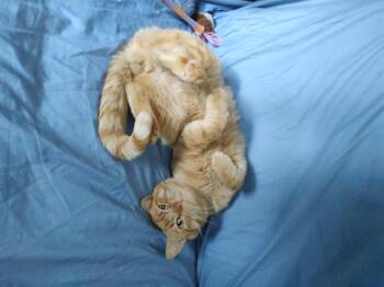 Elway -  Domestic Short Hair Cat for Adoption in Kenhorst, Pennsylvania - Elway | PetCurious