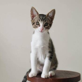 Tweety -  Domestic Short Hair Cat for Adoption in Victoria, British Columbia - Tweety | PetCurious