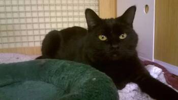 Piper -  Domestic Short Hair Cat for Adoption in Sandy, Utah - Piper | PetCurious