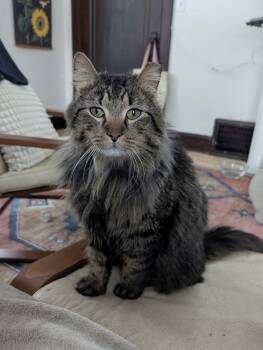 Domestic Long Hair Cats Available for Adoption - Dylan | PetCurious