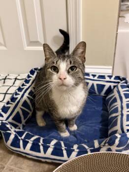 Freya -  Domestic Short Hair Cat Available for Adoption in Philadelphia, Pennsylvania - Freya | PetCurious