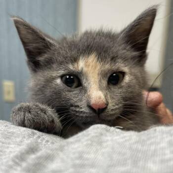 Emma -  Domestic Short Hair Cat for Adoption in Lenexa, Kansas - Emma | PetCurious
