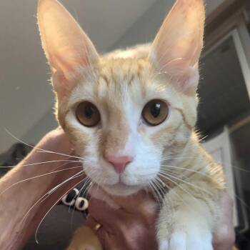 Sprout -  Domestic Short Hair Cat for Adoption in Chattanooga, Tennessee - Sprout | PetCurious