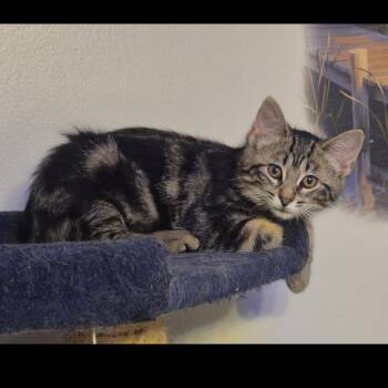 Tuffnut -  Domestic Short Hair Cat for Adoption in Rochester Hills, Michigan - Tuffnut | PetCurious