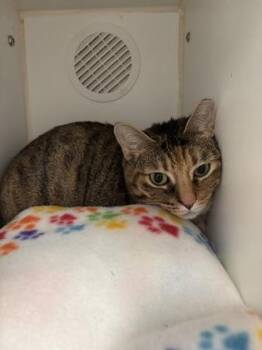 Domestic Short Hair Cats Available for Adoption in Picayune, Mississippi - Peaches | PetCurious