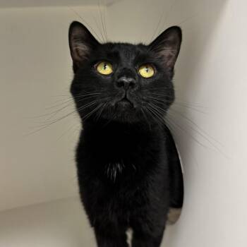 Domestic Short Hair Cats Available for Adoption in Champaign, Illinois - Simon Squeaks | PetCurious