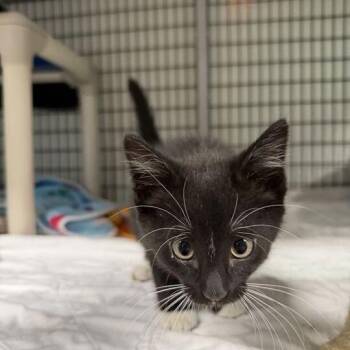 Campfire -  Domestic Medium Hair Cat for Adoption in Waynesville, North Carolina - Campfire | PetCurious