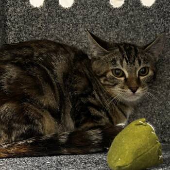 Esper -  Domestic Short Hair Cat for Adoption in Salt Lake City, Utah - Esper | PetCurious
