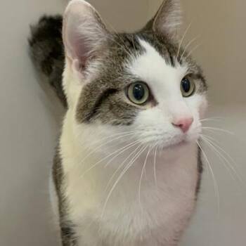 Domestic Short Hair Cats Available for Adoption in Janesville, Wisconsin - Toby | PetCurious