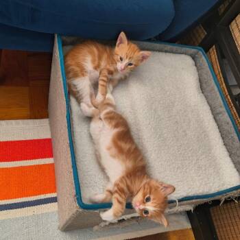 Rio 2 -  Domestic Short Hair Cat for Adoption - Rio 2 | PetCurious
